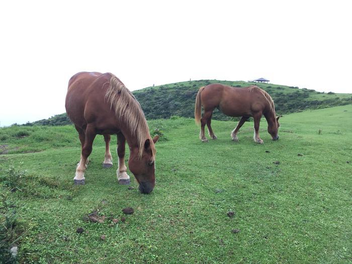 島根・隠岐の島のおすすめスポットをご紹介します！