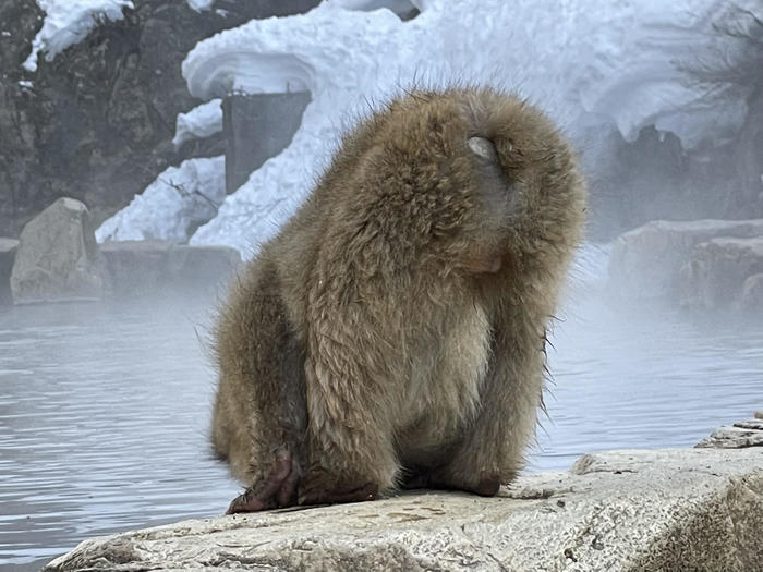 【長野】世界でここだけ！ニホンザルが温泉に入る地獄谷野猿公苑