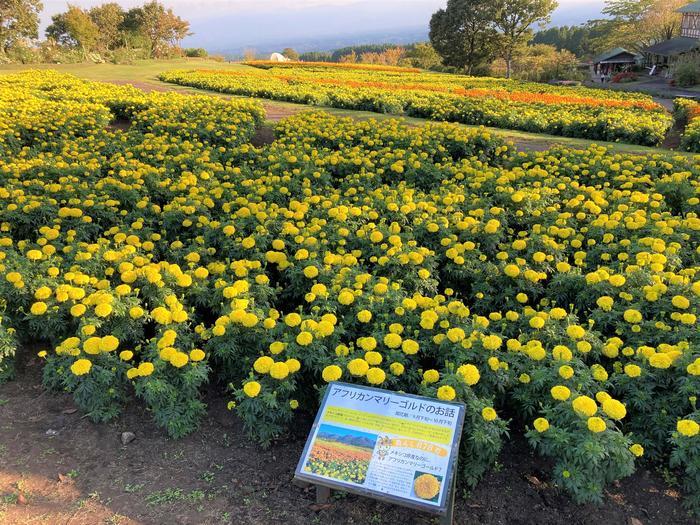 【大分・くじゅう花公園】「ここでのおすすめの過ごし方はただボーッとすることですよ」