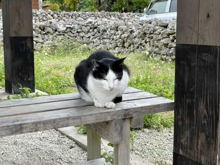 沖縄で出会った島猫たち！スポット別に紹介