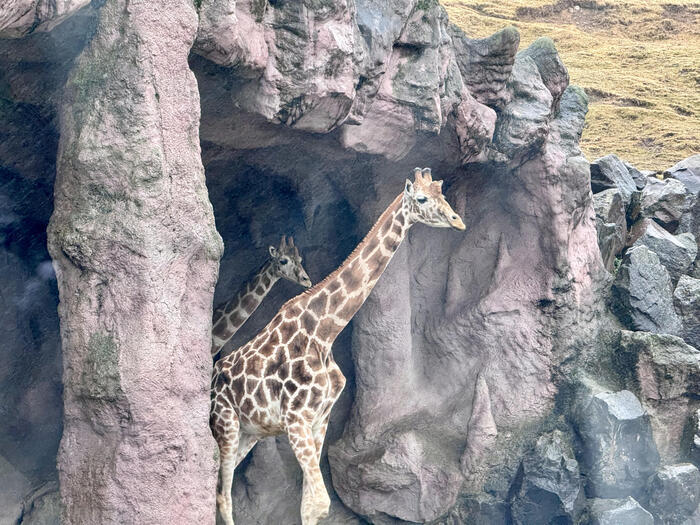 約48年ぶりの訪問！「九州自然動物公園アフリカンサファリ」園内レポート