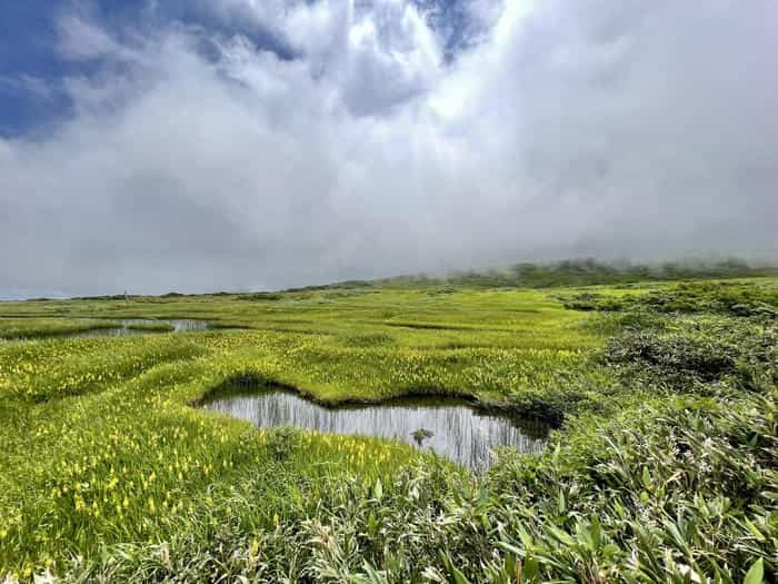 【山形】月山八合目・弥陀ヶ原湿原の歩き方