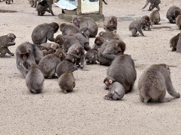 【大分】おサルさんの聖地でこんにちは！高崎山自然動物園