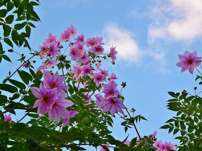 劇的な紅色に染まる葉と花、空。 晩秋・初冬は葛飾区水元公園に行こう！