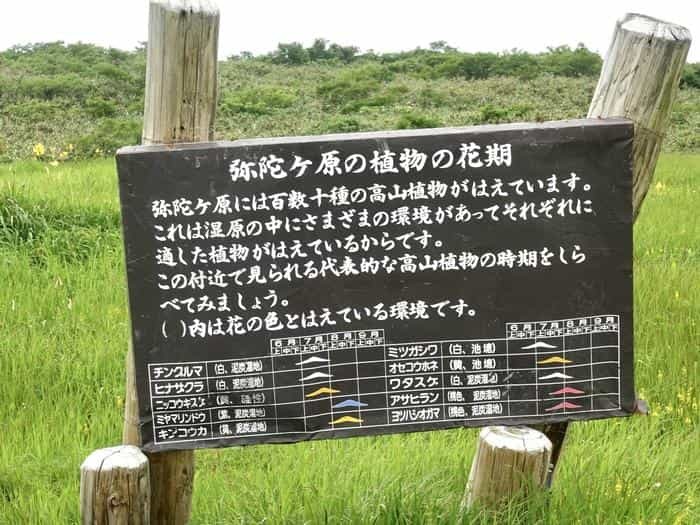 【山形】月山八合目・弥陀ヶ原湿原の歩き方