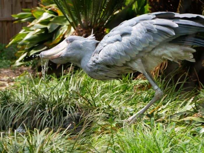 【東京】双子の赤ちゃんパンダ公開！上野動物園でシャオシャオとレイレイに会ってきました