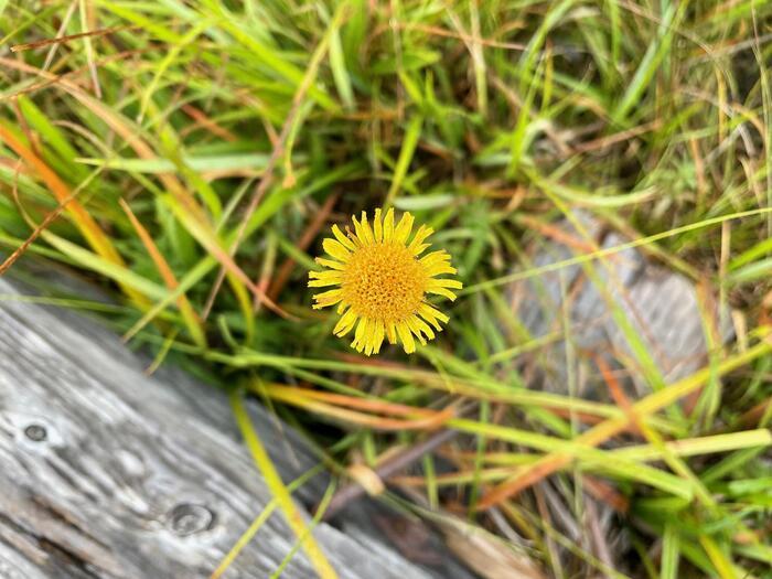 ゆっくりと静かな時間が流れる秋（8月下旬）の尾瀬