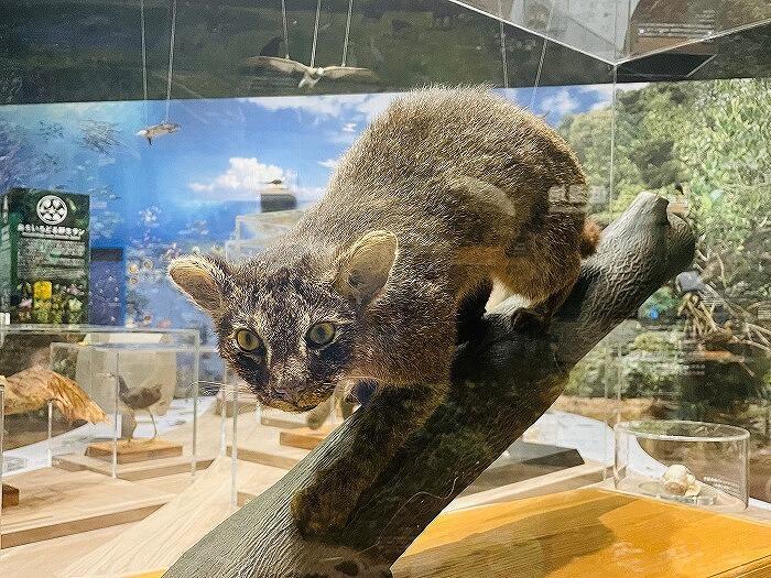 【西表島】野生動物の生態について知ろう！～西表野生動物保護センター～