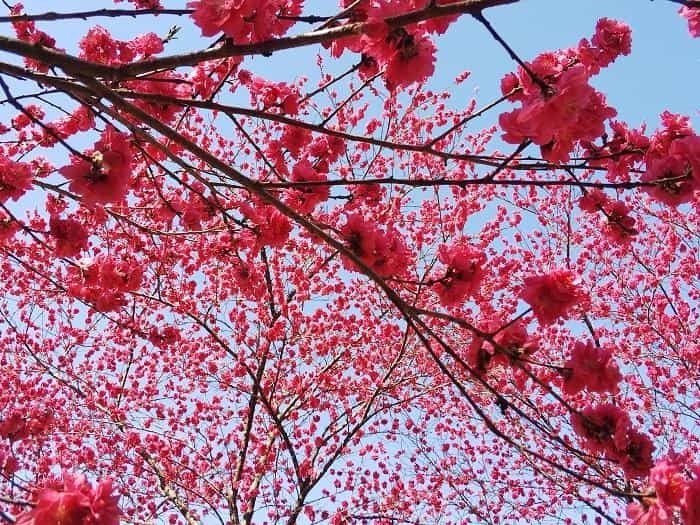 【お花見登山】桜満開のお伊勢山から岩殿山を縦走する日帰り山旅