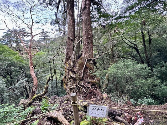 【鹿児島】ヤクスギランドは誰でも気軽に行ける自然植物園