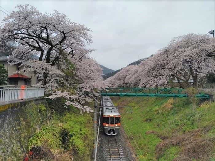 【お花見登山】桜満開のお伊勢山から岩殿山を縦走する日帰り山旅