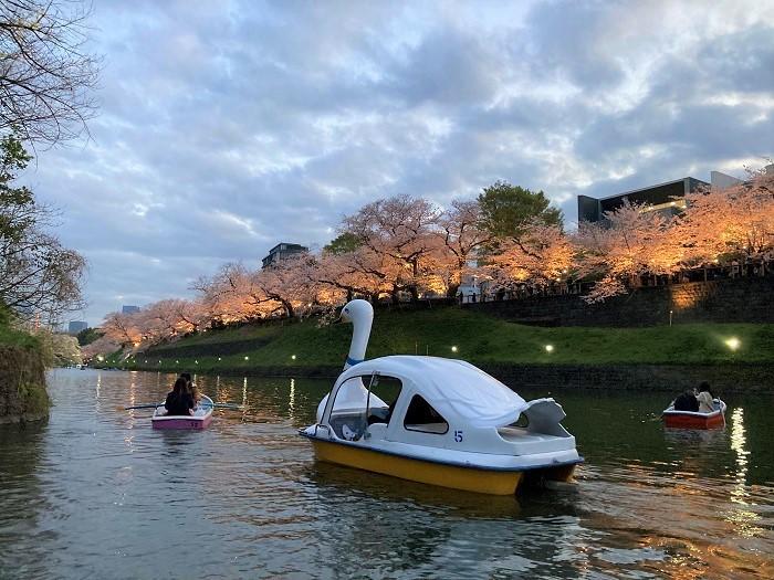 【千代田区】さくらまつりが4年ぶりに開催！千鳥ヶ淵緑道～ボート上から桜を愛でる