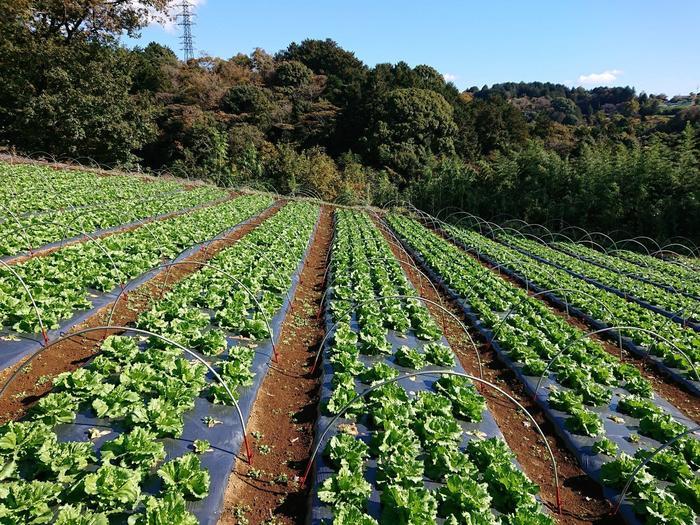 【静岡県】箱根西麓三島野菜を富士山を望む絶景の中で食べてきた