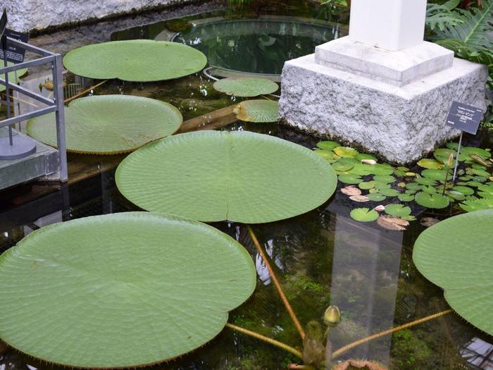 2023年朝ドラ決定！天才植物学者、牧野富太郎を知るなら牧野植物園（高知）へ