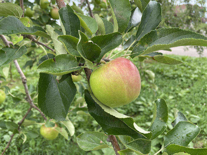 【青森】りんごの町・弘前でアップルパイを食べ歩き8選！