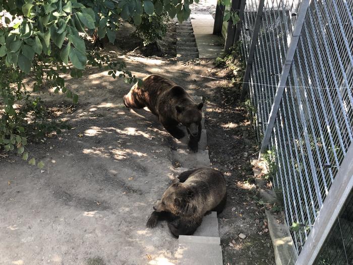 町の紋章にもなっている!ベルンにあるくま公園の魅力