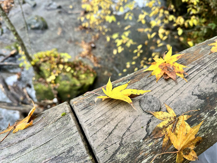 【青森】奥入瀬渓流の観光はレンタサイクルがおすすめ！ただし電動で。。。