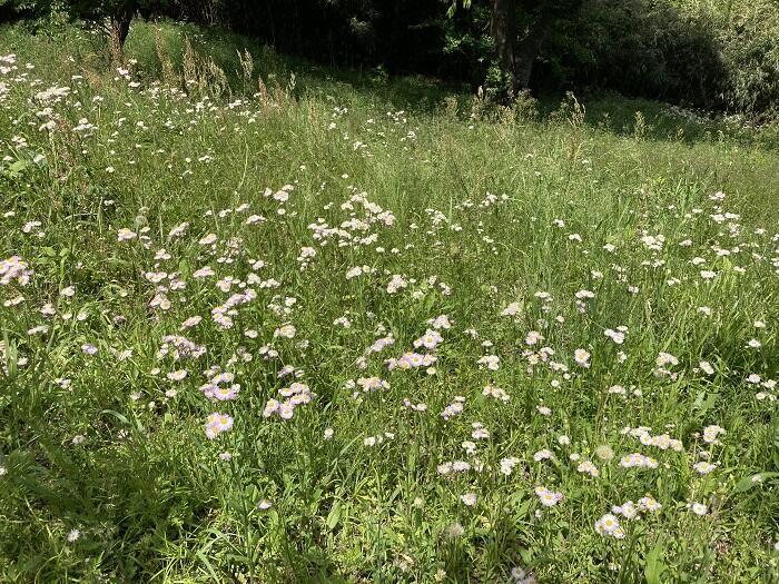 【八王子】とても公園とは思えない、しっかり山歩きを楽しめる「長沼公園」を歩く