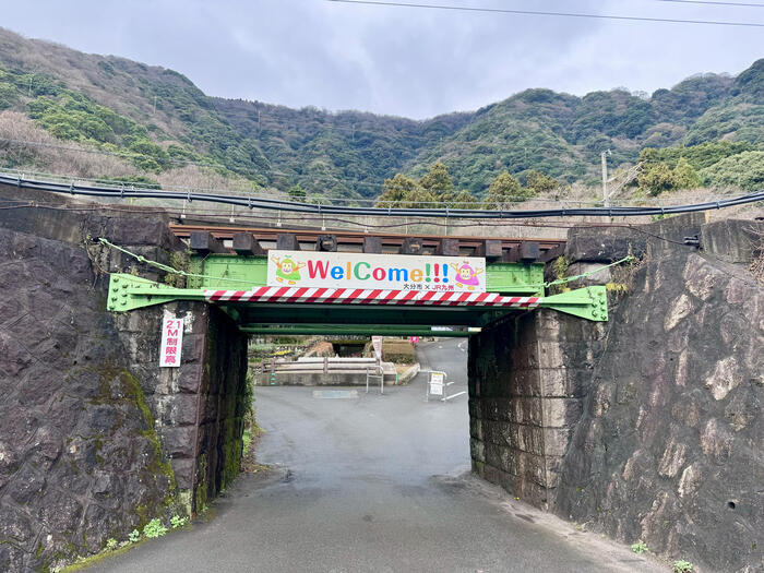 【大分】おサルさんの聖地でこんにちは！高崎山自然動物園