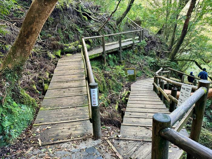 【鹿児島】ヤクスギランドは誰でも気軽に行ける自然植物園