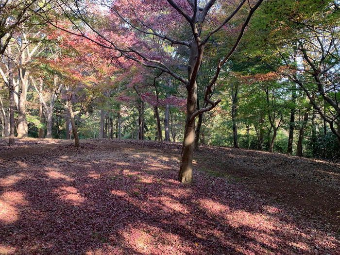 【千葉県市川市】東京のお隣、市川市で気軽に紅葉が楽しめる名所3選