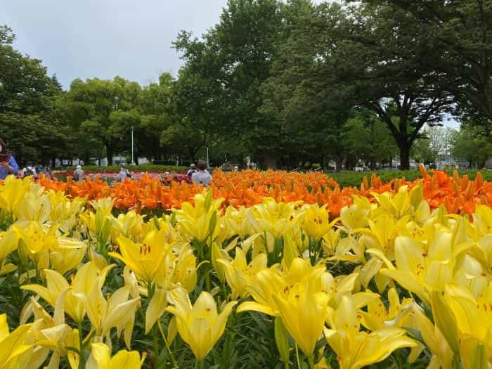 【愛知県】知る人ぞ知る四季の折々のお花見スポットをご紹介