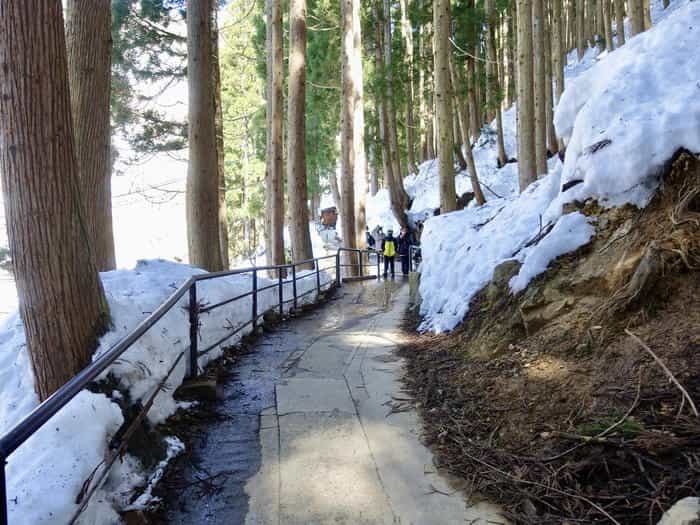 【長野】世界でここだけ！ニホンザルが温泉に入る地獄谷野猿公苑