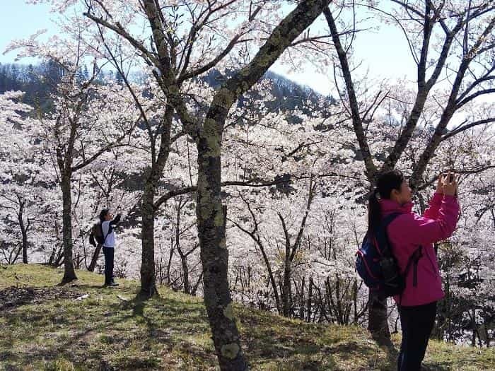 【お花見登山】桜満開のお伊勢山から岩殿山を縦走する日帰り山旅