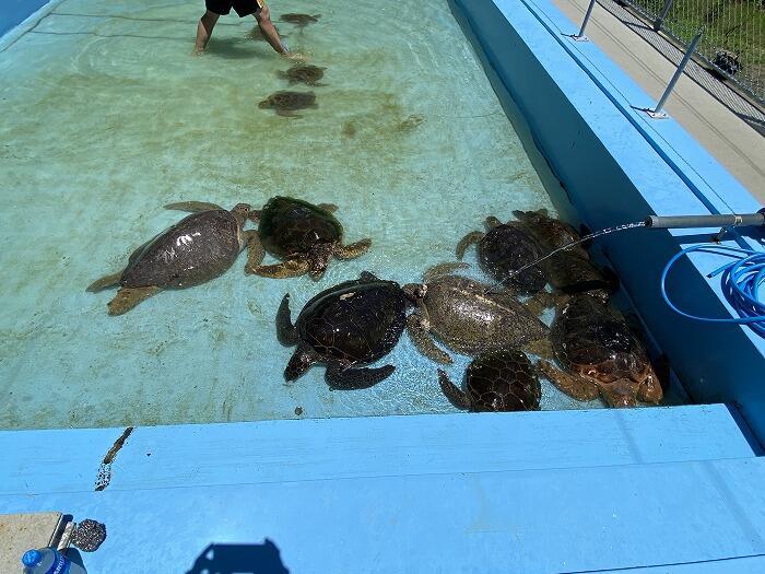 【高知】大人も楽しいぞ！ノスタルジックな「むろと廃校水族館」へ行こう