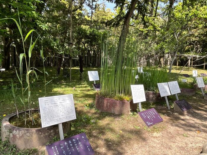 【奈良】春日大社と藤の花