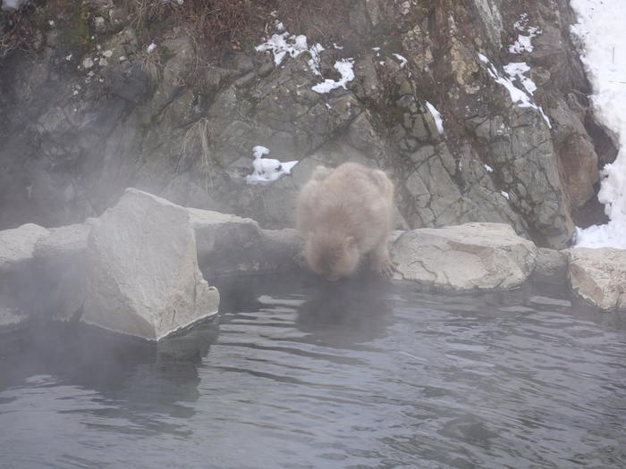 【長野】世界でここだけ！ニホンザルが温泉に入る地獄谷野猿公苑