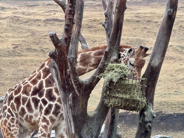 約48年ぶりの訪問！「九州自然動物公園アフリカンサファリ」園内レポート