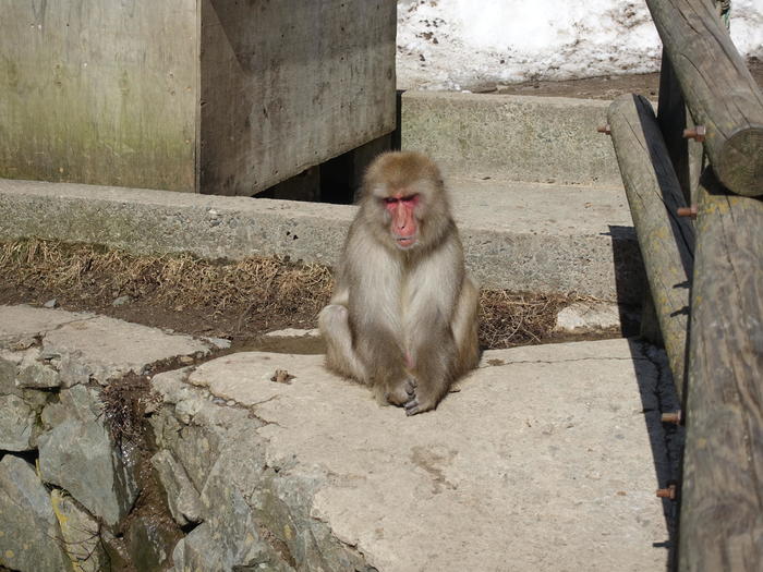 【長野】世界でここだけ！ニホンザルが温泉に入る地獄谷野猿公苑