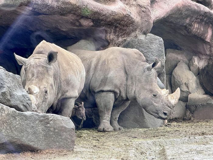 約48年ぶりの訪問！「九州自然動物公園アフリカンサファリ」園内レポート