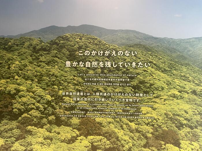 【鹿児島県】世界遺産になった奄美の壮大すぎる自然を学習しよう～大自然のカヌーは体験必須～