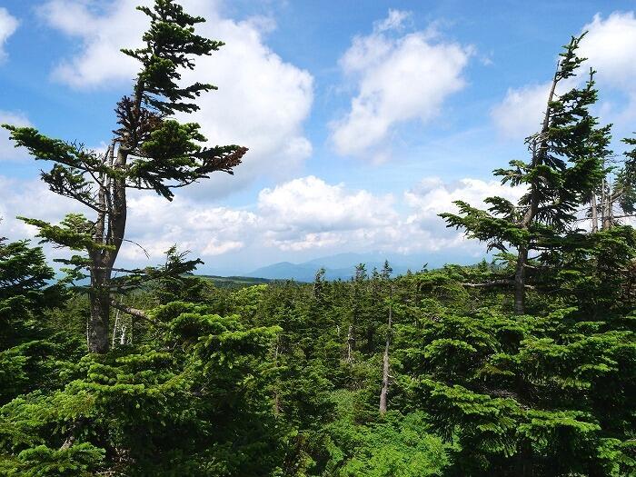 【岩手】広大な湿原に咲く高山植物を気軽に見に行ける！八幡平で涼しい空気に包まれながらトレッキング