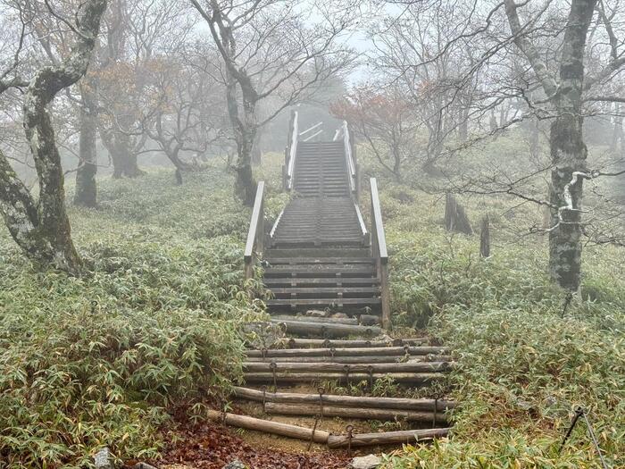 【日本百名山】24座目は大台ヶ原山を周回するはずが...（奈良県・三重県）