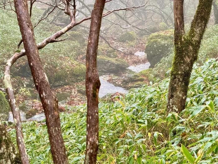 【日本百名山】24座目は大台ヶ原山を周回するはずが...（奈良県・三重県）