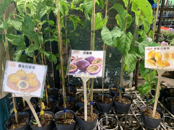建國假日花市の様子と、台北の街にある緑溢れるスポットをご紹介！