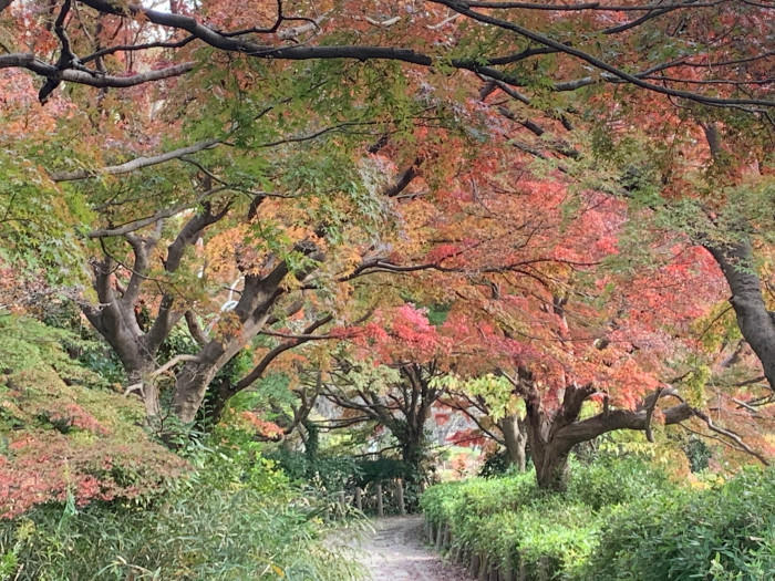 【千葉県市川市】東京のお隣、市川市で気軽に紅葉が楽しめる名所3選