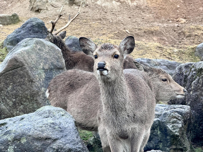 約48年ぶりの訪問！「九州自然動物公園アフリカンサファリ」園内レポート