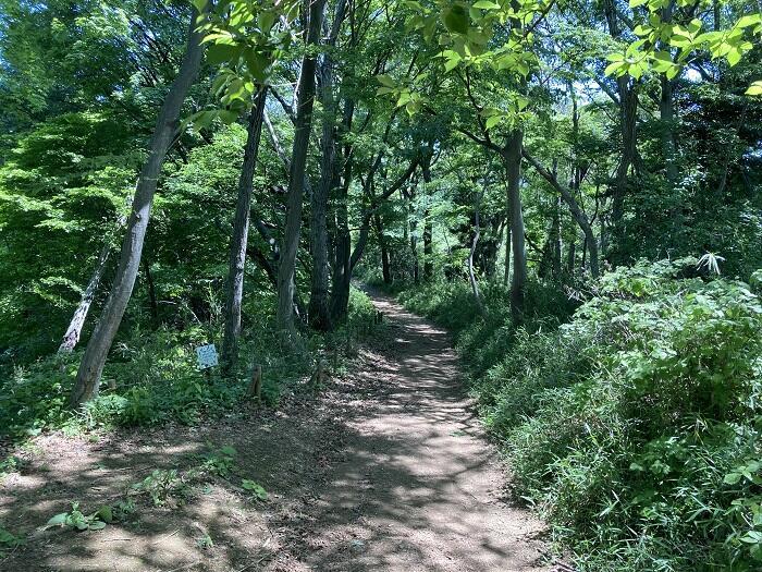 【八王子】とても公園とは思えない、しっかり山歩きを楽しめる「長沼公園」を歩く