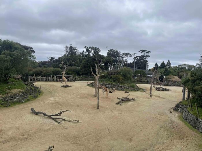 【ニュージーランド】国鳥キウイに会える！オークランド動物園の魅力