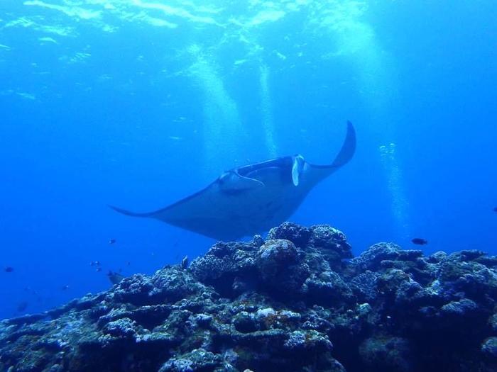 あっと驚き、ハマる神秘のワクワク水中世界へご案内！