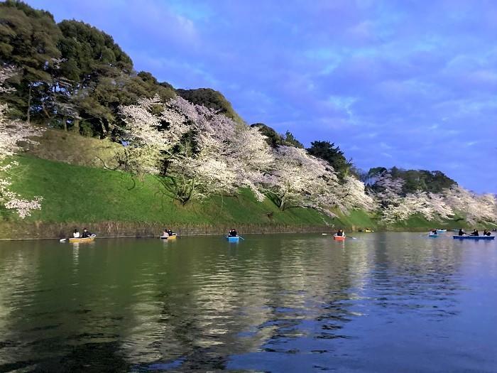 【千代田区】さくらまつりが4年ぶりに開催！千鳥ヶ淵緑道～ボート上から桜を愛でる