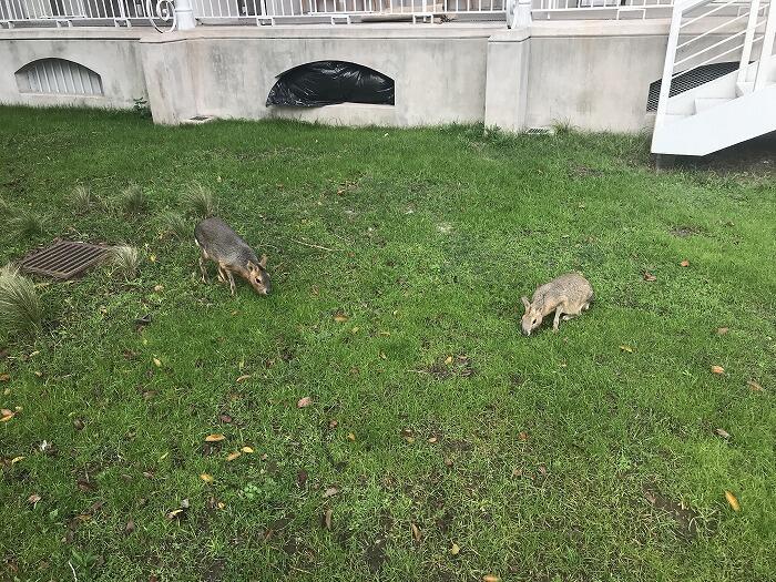 秋の親子散策!街中にある動物園?エコパルケへ