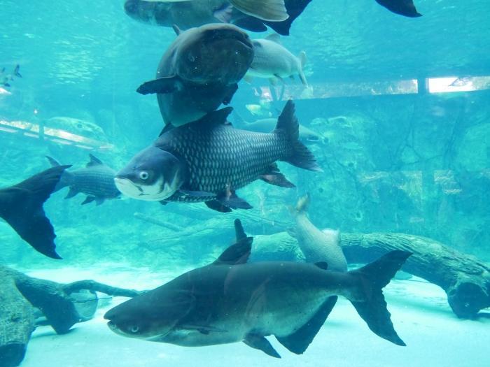 子パンダと同じ空気を吸おう！リバーワンダーでシンガポール初の子パンダ、ルァルァに会ってきました