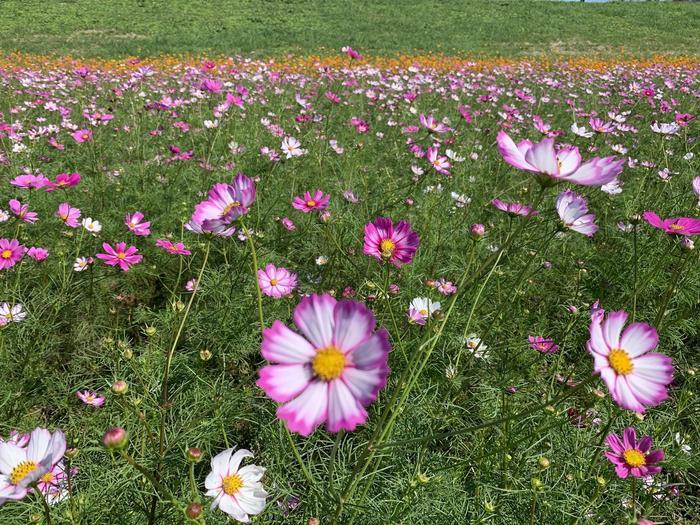 【埼玉県鴻巣市】川沿いに広がるコスモスが真っ盛り！爽快な秋風と突き抜ける風景～荒川河川敷～