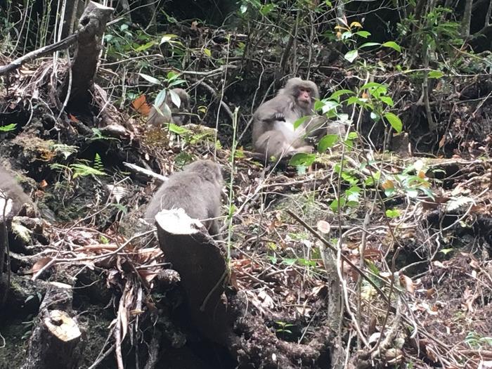 世界自然遺産の屋久島 「縄文杉」に会ってきました