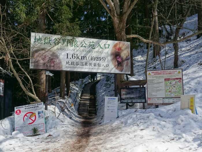 【長野】世界でここだけ！ニホンザルが温泉に入る地獄谷野猿公苑